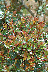 Pocomoke Crapemyrtle (Lagerstroemia 'Pocomoke') at Lakeshore Garden Centres