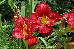 King Lamoni Daylily (Hemerocallis 'King Lamoni') at Lakeshore Garden Centres