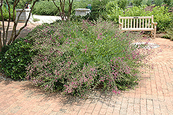 Little Buddy Bush Clover (Lespedeza thunbergii 'Little Buddy') at Lakeshore Garden Centres