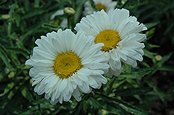Paladin Shasta Daisy (Leucanthemum x superbum 'Paladin') at Lakeshore Garden Centres