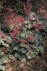 Mysteria Coral Bells (Heuchera 'Mysteria') at Lakeshore Garden Centres