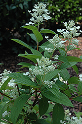 Early Sensation Hydrangea (Hydrangea paniculata 'Early Sensation') at Lakeshore Garden Centres