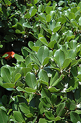 Eleanor Taber Indian Hawthorn (Rhaphiolepis indica 'Conor') at Lakeshore Garden Centres