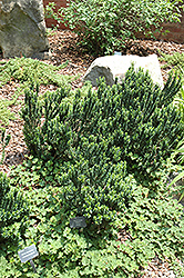 Sapporo Serissa (Serissa japonica 'Sapporo') at Lakeshore Garden Centres