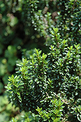 Sapporo Serissa (Serissa japonica 'Sapporo') at Lakeshore Garden Centres