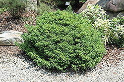 Wood's Dwarf Japanese Cedar (Cryptomeria japonica 'Wood's Dwarf') at Lakeshore Garden Centres