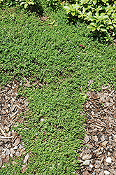 Ibukiensis Japanese Thyme (Thymus quinquecostatus 'Ibukiensis') at Lakeshore Garden Centres