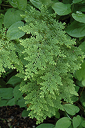 Spikemoss (Selaginella involvens) at Lakeshore Garden Centres