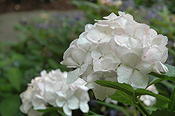 Sister Theresa Hydrangea (Hydrangea macrophylla 'Sister Theresa') at Lakeshore Garden Centres