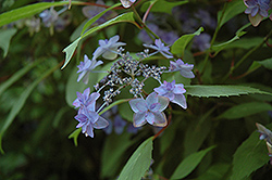Miyama Yae Murasaki Hydrangea (Hydrangea serrata 'Miyama Yae Murasaki') at Lakeshore Garden Centres