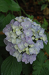 Ayesha Hydrangea (Hydrangea macrophylla 'Ayesha') at Lakeshore Garden Centres