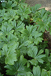 Japanese Ardisia (Ardisia japonica) at Lakeshore Garden Centres