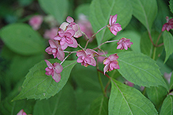Purple Tiers Hydrangea (Hydrangea serrata 'Purple Tiers') at Lakeshore Garden Centres