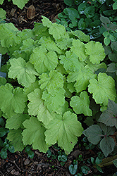 Pistache Coral Bells (Heuchera 'Pistache') at Lakeshore Garden Centres