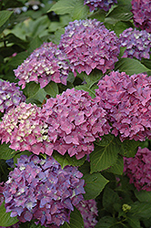 Pia Hydrangea (Hydrangea macrophylla 'Pia') at Lakeshore Garden Centres