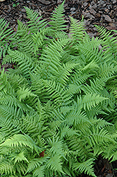 New York Fern (Thelypteris noveboracensis) at Lakeshore Garden Centres