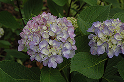 Nigra Hydrangea (Hydrangea macrophylla 'Nigra') at Lakeshore Garden Centres