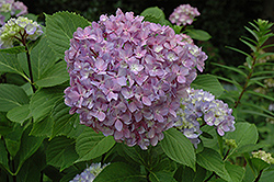 Nigra Hydrangea (Hydrangea macrophylla 'Nigra') at Lakeshore Garden Centres