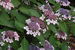 Grayswood Hydrangea (Hydrangea serrata 'Grayswood') at Lakeshore Garden Centres