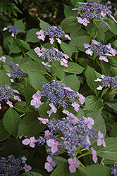 Lilacina Hydrangea (Hydrangea macrophylla 'Lilacina') at Lakeshore Garden Centres