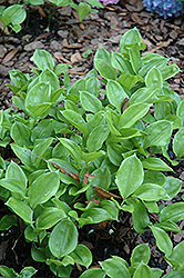 Disporopsis (Disporopsis fuscopicta) at Lakeshore Garden Centres