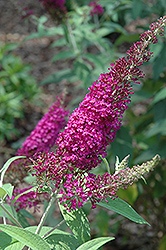 Attraction Butterfly Bush (Buddleia davidii 'Attraction') at Lakeshore Garden Centres