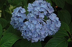 Nikko Blue Hydrangea (Hydrangea macrophylla 'Nikko Blue') at Lakeshore Garden Centres