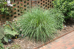 Fairy Tales Evergreen Fountain Grass (Pennisetum 'Fairy Tales') at Lakeshore Garden Centres