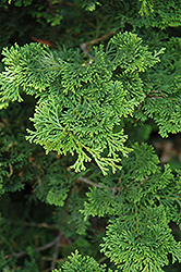 Dainty Doll Hinoki Falsecypress (Chamaecyparis obtusa 'Dainty Doll') at Lakeshore Garden Centres