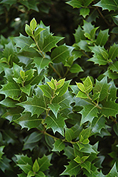 Upright False Holly (Osmanthus heterophyllus 'Fastigiata') at Lakeshore Garden Centres