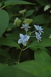 Shiro Fuji Hydrangea (Hydrangea serrata 'Shiro Fuji') at Lakeshore Garden Centres