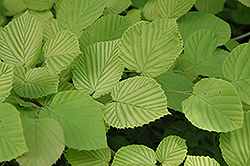 Golden Buttercup Winterhazel (Corylopsis pauciflora 'Aurea') at Lakeshore Garden Centres