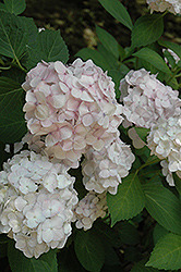 Madame Emile Mouillere Hydrangea (Hydrangea macrophylla 'Madame Emile Mouillere') at Lakeshore Garden Centres