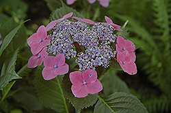 Kardinal Hydrangea (Hydrangea macrophylla 'Kardinal') at Lakeshore Garden Centres