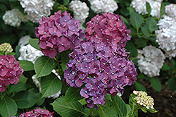 Miss Belgium Hydrangea (Hydrangea macrophylla 'Miss Belgium') at Lakeshore Garden Centres