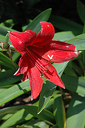 Ackerman Hardy Amaryllis (Hippeastrum ackermanii) at Lakeshore Garden Centres