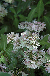 Maiko Hydrangea (Hydrangea serrata 'Maiko') at Lakeshore Garden Centres