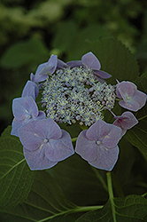 Fasan Hydrangea (Hydrangea macrophylla 'Fasan') at Lakeshore Garden Centres