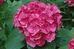 Merritt's Supreme Hydrangea (Hydrangea macrophylla 'Merritt's Supreme') at Lakeshore Garden Centres