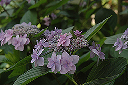 Jogasaki Hydrangea (Hydrangea macrophylla 'Jogasaki') at Lakeshore Garden Centres