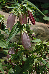 Rosea Bellflower (Campanula punctata 'Rosea') at A Very Successful Garden Center