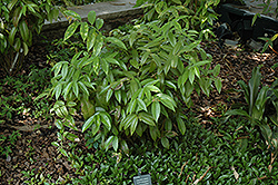 Dodd's Variegated Coast Fetterbush (Leucothoe axillaris 'Dodd's Variegated') at Lakeshore Garden Centres