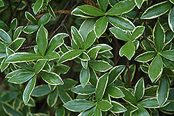 Fragrant Variegated Winter Daphne (Daphne odora 'Aureomarginata') at Lakeshore Garden Centres