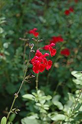 Cherry Queen Sage (Salvia x jamensis 'Cherry Queen') at Lakeshore Garden Centres