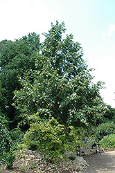 Japanese Stewartia (Stewartia pseudocamellia) at Peter Knippel Garden Centre