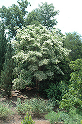 Kiowa Japanese Crapemyrtle (Lagerstroemia fauriei 'Kiowa') at Lakeshore Garden Centres
