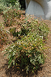 Dwarf White Berry Nandina (Nandina domestica 'Compacta Alba') at Lakeshore Garden Centres