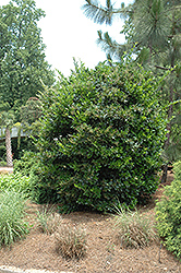 Japanese Privet (Ligustrum japonicum) at Lakeshore Garden Centres