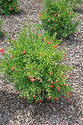 Dwarf Pomegranate (Punica granatum 'Nana') at Lakeshore Garden Centres
