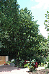Emerald Pagoda Japanese Snowbell (Styrax japonicus 'Emerald Pagoda') at Lakeshore Garden Centres